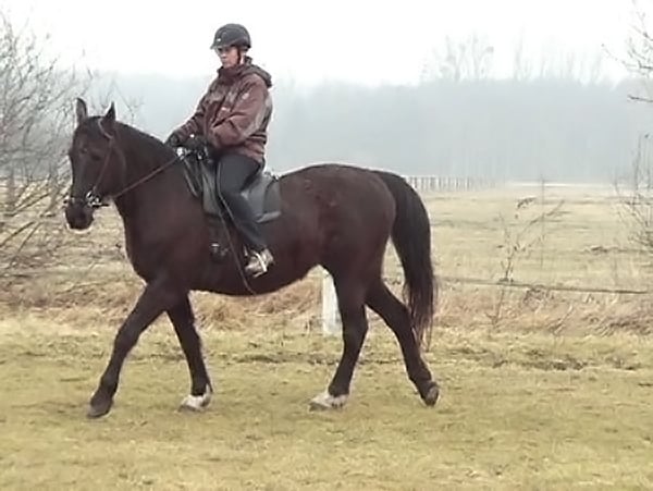 Anette Husmann, Töltender Traber x Tennessee Walker