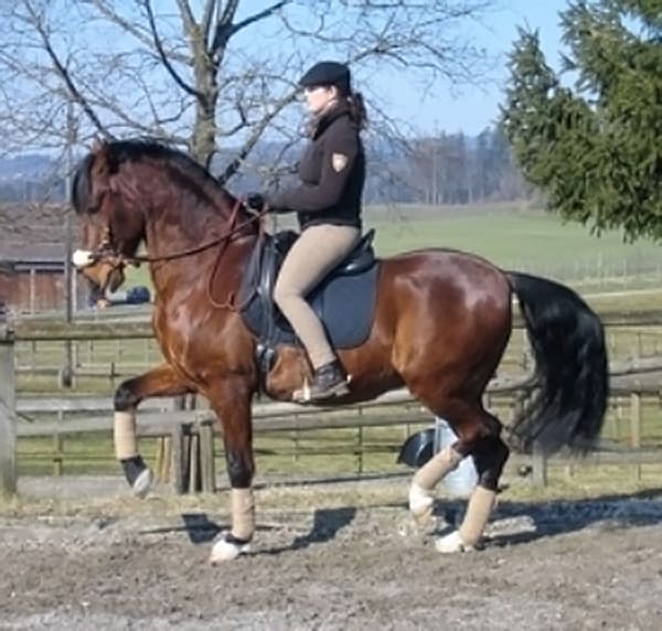 Caroline Raimondi, dressageria.ch