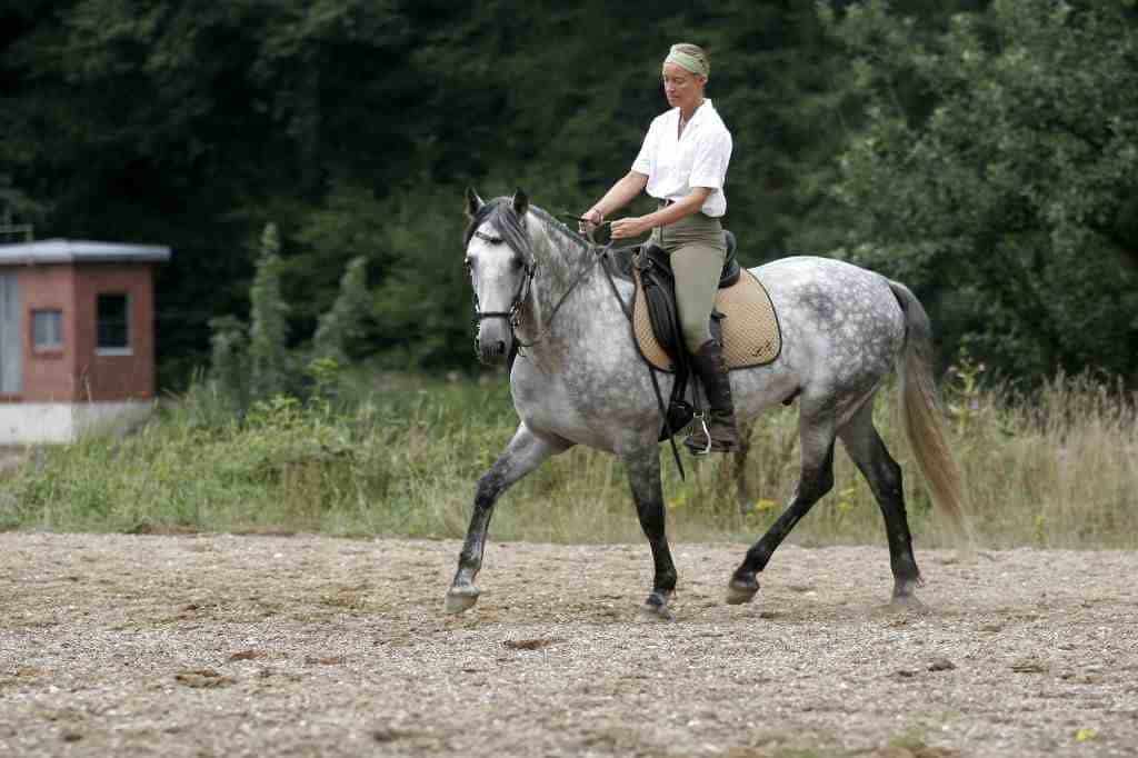 Cartujano geritten mit LG Zaum