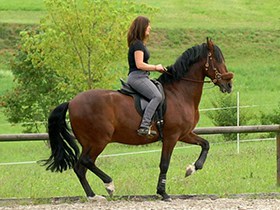 Dressageria Vortrag in der Schweiz