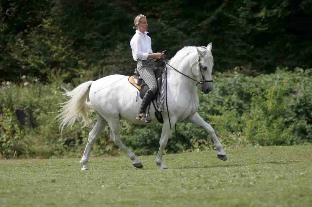 Dressur Pferd ohne Gebiss