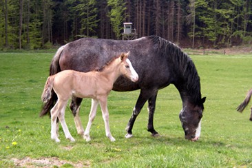 Hanta Yo und ihr Mustang Sorraia Fohlen