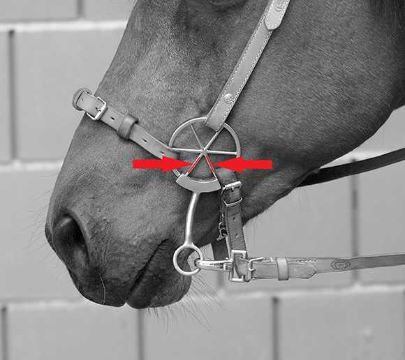 LG Zaum mit Shanks Einschnallpunkte zweizügliges reiten