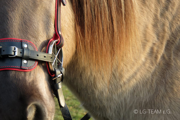 LG PLUS am Pferd unterlegt rot-schwarz