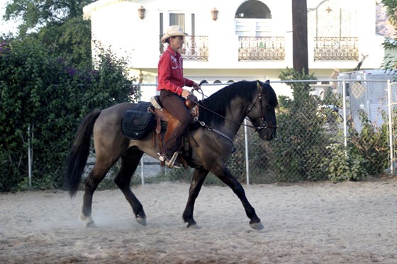 Mustang Hengst Amerika