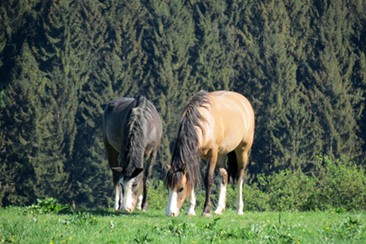 Mustang Mutter und Tochter 2018
