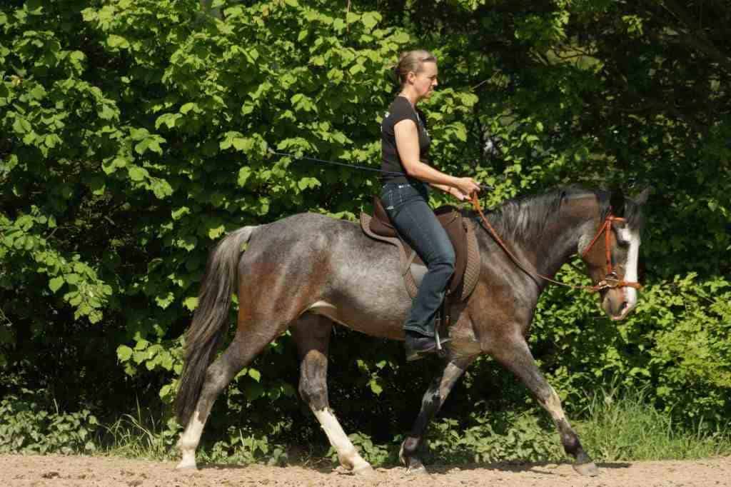 Mustangstute geritten gebisslos