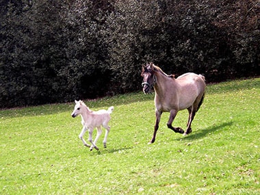 Mutter und Sohn Weide