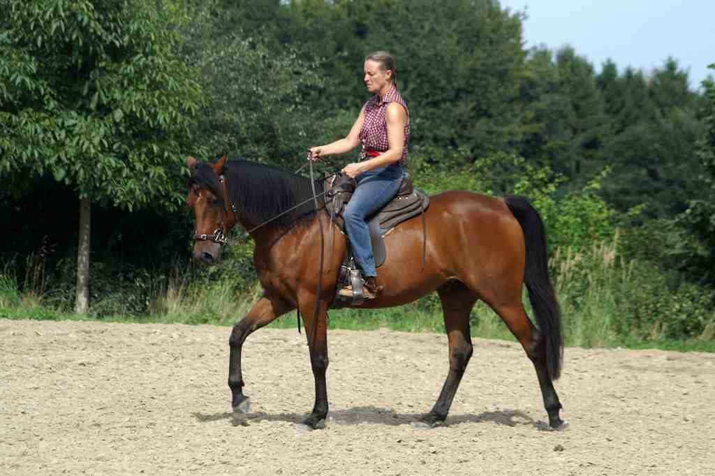 Quarter Horse lernt Übertreten ohne Gebiss