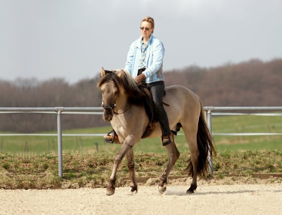 Sorraia Hengst wenige Wochen eingeritten