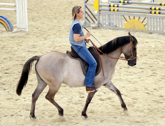 Sorraia Mustang Stute Dressur