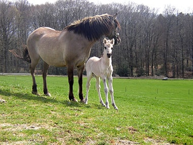 Sorraiafohlen und Mutter
