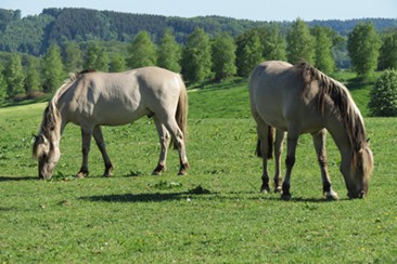 Sorraias auf der Weide