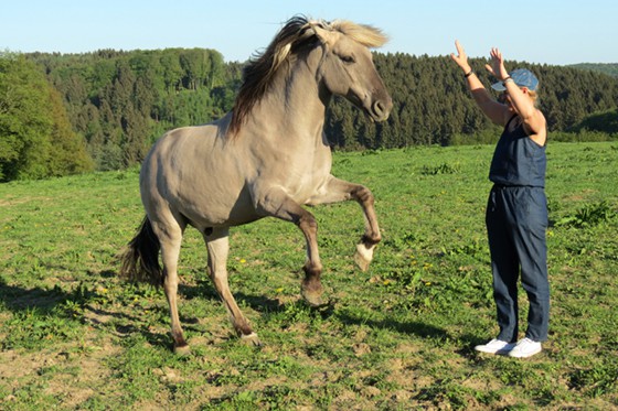 Spaß mit Sorraias