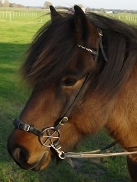 Tanja Lieschke, Gangpferd