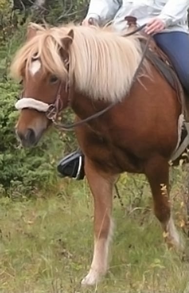 Tina Mareen Buddeberg, Isländer