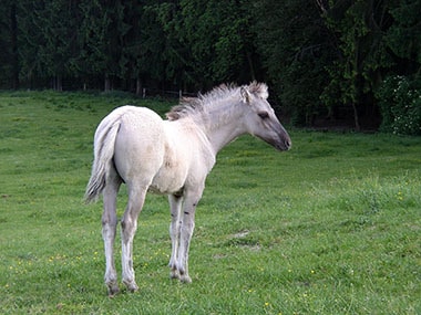 Typvoller Sorraia Junge