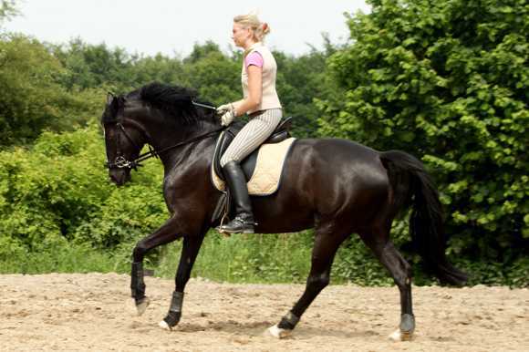 Warmblut motiviert mit LG-Zaum