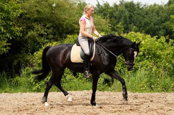 Warmblutstute motiviert gebisslos mit LG-Zaum