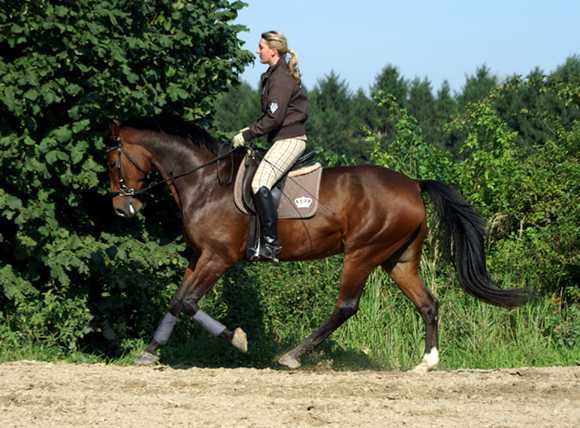 Warmblutwallach aktive Hinterhand gebisslos